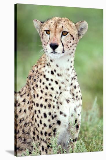 Close-Up of a Female Cheetah (Acinonyx Jubatus) in a Forest, Ndutu, Ngorongoro, Tanzania-null-Stretched Canvas