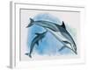 Close-Up of a Female Dolphin Swimming Underwater with a Calf (Delphinus Delphis)-null-Framed Giclee Print