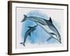 Close-Up of a Female Dolphin Swimming Underwater with a Calf (Delphinus Delphis)-null-Framed Giclee Print