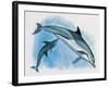 Close-Up of a Female Dolphin Swimming Underwater with a Calf (Delphinus Delphis)-null-Framed Giclee Print