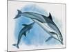 Close-Up of a Female Dolphin Swimming Underwater with a Calf (Delphinus Delphis)-null-Mounted Giclee Print