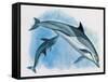Close-Up of a Female Dolphin Swimming Underwater with a Calf (Delphinus Delphis)-null-Framed Stretched Canvas