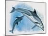 Close-Up of a Female Dolphin Swimming Underwater with a Calf (Delphinus Delphis)-null-Mounted Giclee Print