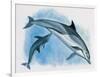 Close-Up of a Female Dolphin Swimming Underwater with a Calf (Delphinus Delphis)-null-Framed Giclee Print