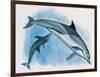 Close-Up of a Female Dolphin Swimming Underwater with a Calf (Delphinus Delphis)-null-Framed Giclee Print