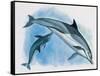 Close-Up of a Female Dolphin Swimming Underwater with a Calf (Delphinus Delphis)-null-Framed Stretched Canvas