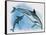 Close-Up of a Female Dolphin Swimming Underwater with a Calf (Delphinus Delphis)-null-Framed Stretched Canvas