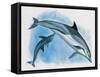 Close-Up of a Female Dolphin Swimming Underwater with a Calf (Delphinus Delphis)-null-Framed Stretched Canvas