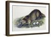 Close-Up of a Female Duck-Billed Platypus with Two Eggs (Ornithorhynchus Anatinus)-null-Framed Giclee Print