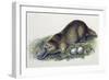 Close-Up of a Female Duck-Billed Platypus with Two Eggs (Ornithorhynchus Anatinus)-null-Framed Giclee Print