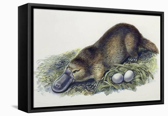 Close-Up of a Female Duck-Billed Platypus with Two Eggs (Ornithorhynchus Anatinus)-null-Framed Stretched Canvas