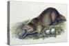 Close-Up of a Female Duck-Billed Platypus with Two Eggs (Ornithorhynchus Anatinus)-null-Stretched Canvas