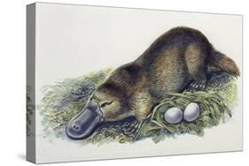 Close-Up of a Female Duck-Billed Platypus with Two Eggs (Ornithorhynchus Anatinus)-null-Stretched Canvas