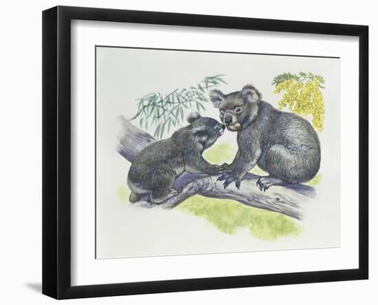 Close-Up of a Female Koala with a Joey-null-Framed Giclee Print