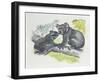 Close-Up of a Female Koala with a Joey-null-Framed Giclee Print