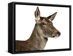 Close-Up of a Female Red Deer in Front of a White Background-Life on White-Framed Stretched Canvas