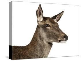 Close-Up of a Female Red Deer in Front of a White Background-Life on White-Stretched Canvas