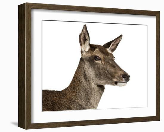 Close-Up of a Female Red Deer in Front of a White Background-Life on White-Framed Photographic Print