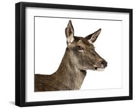 Close-Up of a Female Red Deer in Front of a White Background-Life on White-Framed Photographic Print