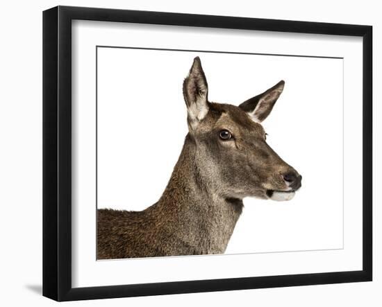 Close-Up of a Female Red Deer in Front of a White Background-Life on White-Framed Photographic Print