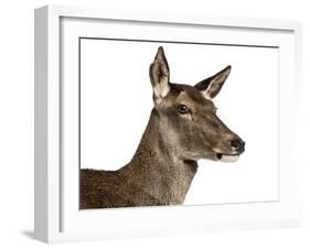 Close-Up of a Female Red Deer in Front of a White Background-Life on White-Framed Photographic Print