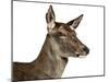 Close-Up of a Female Red Deer in Front of a White Background-Life on White-Mounted Photographic Print