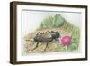 Close-Up of a Field Cricket Near the Grass (Gryllus Assimilis)-null-Framed Giclee Print