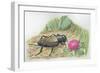 Close-Up of a Field Cricket Near the Grass (Gryllus Assimilis)-null-Framed Giclee Print