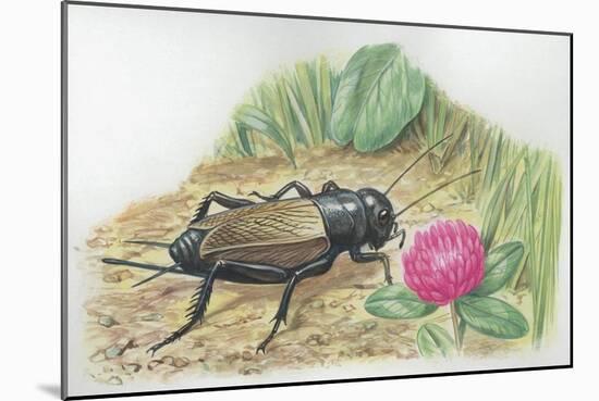 Close-Up of a Field Cricket Near the Grass (Gryllus Assimilis)-null-Mounted Giclee Print