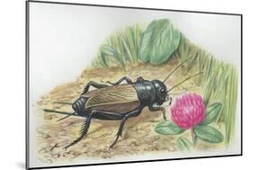 Close-Up of a Field Cricket Near the Grass (Gryllus Assimilis)-null-Mounted Giclee Print