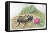 Close-Up of a Field Cricket Near the Grass (Gryllus Assimilis)-null-Framed Stretched Canvas