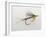 Close-up of a Fishing Lure-null-Framed Photographic Print