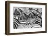 Close up of a Flock with Black and White Zebras-kjekol-Framed Photographic Print