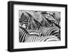 Close up of a Flock with Black and White Zebras-kjekol-Framed Photographic Print