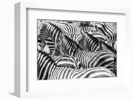 Close up of a Flock with Black and White Zebras-kjekol-Framed Photographic Print