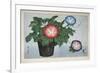 Close-Up of a Flower Pot-null-Framed Premium Giclee Print