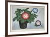 Close-Up of a Flower Pot-null-Framed Premium Giclee Print