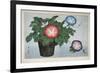 Close-Up of a Flower Pot-null-Framed Premium Giclee Print