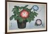 Close-Up of a Flower Pot-null-Framed Giclee Print