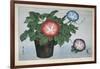 Close-Up of a Flower Pot-null-Framed Giclee Print