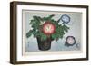 Close-Up of a Flower Pot-null-Framed Giclee Print