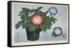 Close-Up of a Flower Pot-null-Framed Stretched Canvas