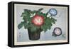 Close-Up of a Flower Pot-null-Framed Stretched Canvas