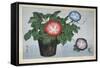 Close-Up of a Flower Pot-null-Framed Stretched Canvas