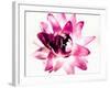 Close-up of a flower-null-Framed Photographic Print