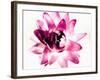 Close-up of a flower-null-Framed Photographic Print