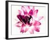 Close-up of a flower-null-Framed Photographic Print