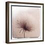 Close Up of a Flowers Seeds-Trigger Image-Framed Photographic Print