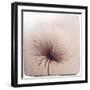 Close Up of a Flowers Seeds-Trigger Image-Framed Photographic Print