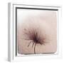 Close Up of a Flowers Seeds-Trigger Image-Framed Photographic Print